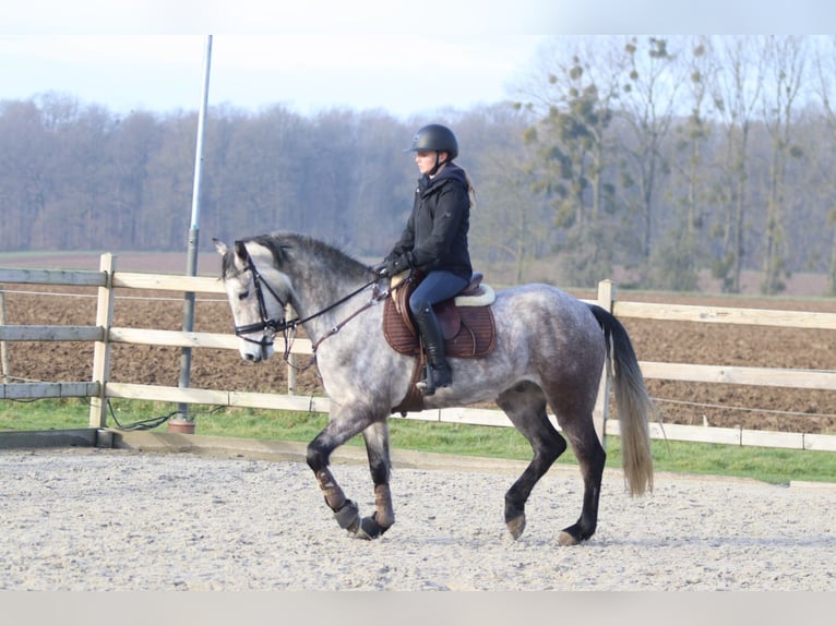 Kuc Connemara Wałach 5 lat 155 cm Stalowosiwy in Bogaarden