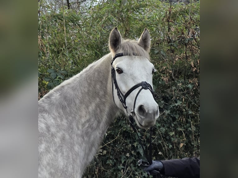 Kuc Connemara Wałach 5 lat 156 cm Siwa jabłkowita in Wachtendonk