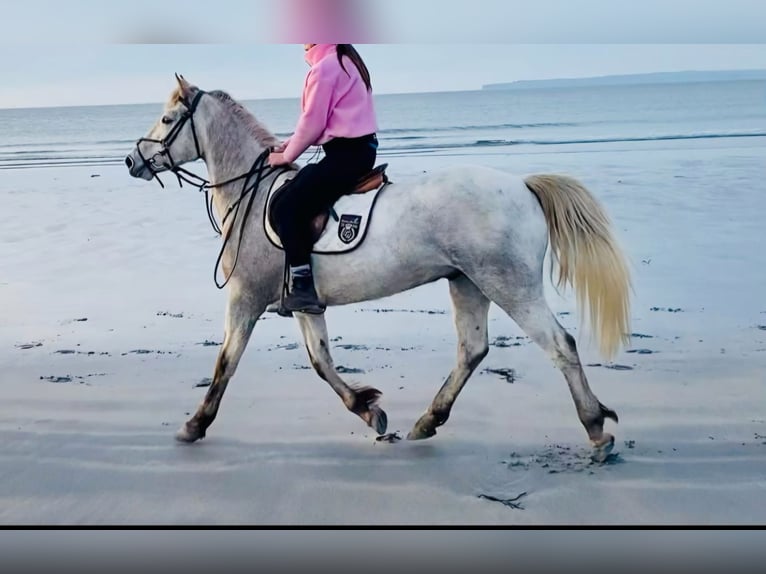 Kuc Connemara Wałach 5 lat 156 cm Siwa jabłkowita in Wachtendonk