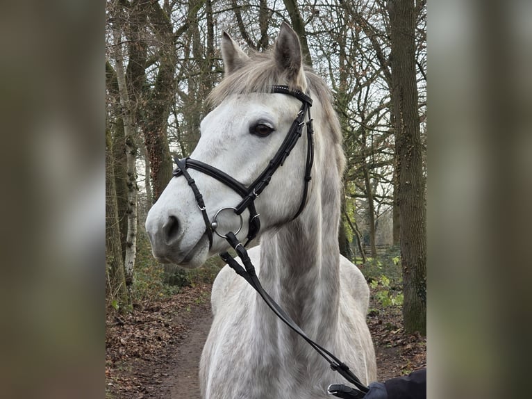 Kuc Connemara Wałach 5 lat 156 cm Siwa jabłkowita in Wachtendonk