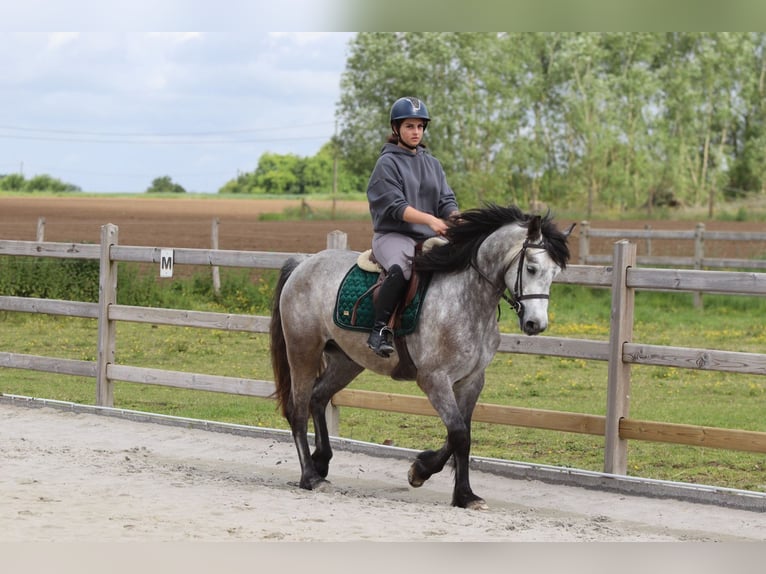 Kuc Connemara Wałach 5 lat 156 cm Stalowosiwy in Pepingen