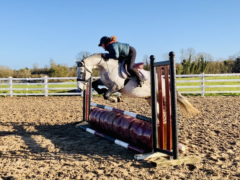 Kuc Connemara Wałach 5 lat 158 cm Siwa jabłkowita in Mountrath