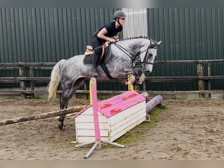 Kuc Connemara Wałach 5 lat 158 cm Siwa jabłkowita in Sligo