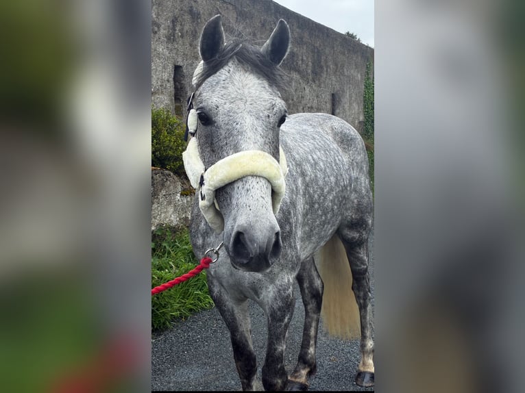 Kuc Connemara Wałach 5 lat 158 cm Siwa jabłkowita in Sligo