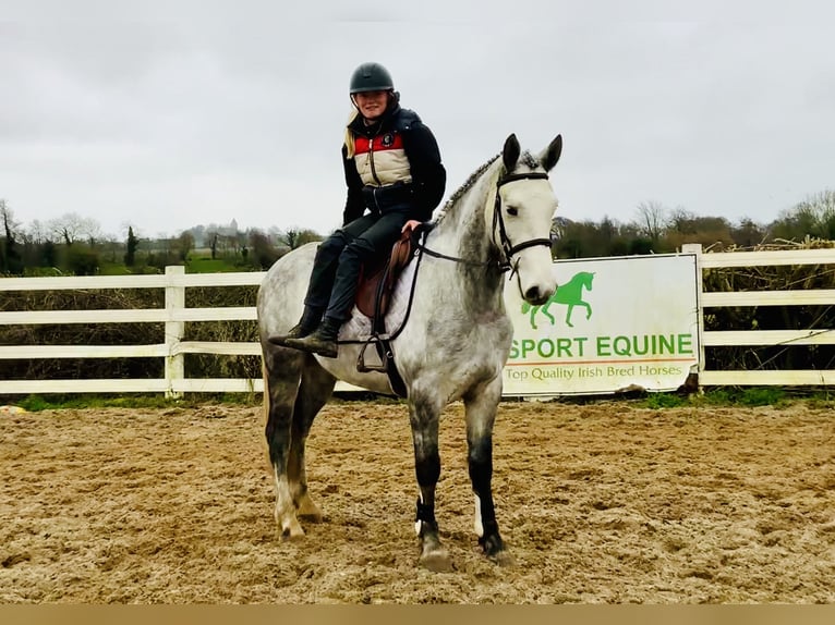 Kuc Connemara Wałach 5 lat 158 cm Siwa in Mountrath