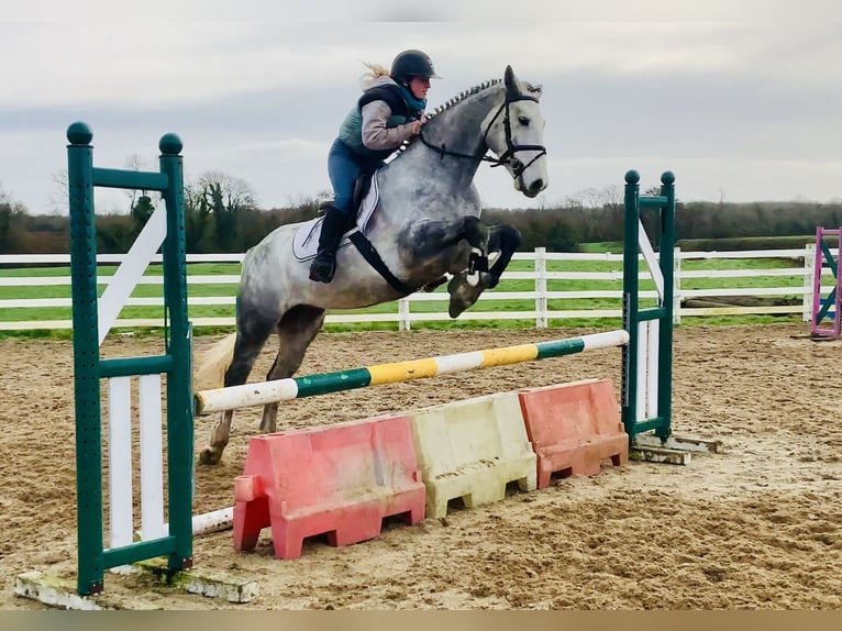 Kuc Connemara Wałach 5 lat 158 cm Siwa in Mountrath