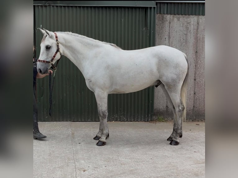 Kuc Connemara Wałach 5 lat 158 cm Siwa in Sligo