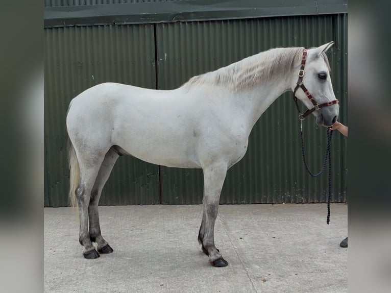Kuc Connemara Wałach 5 lat 158 cm Siwa in Sligo