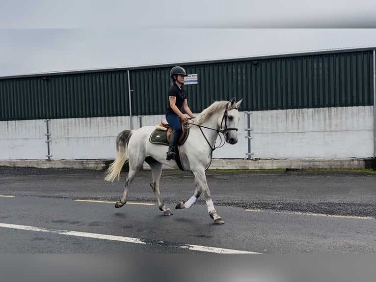 Kuc Connemara Wałach 5 lat 158 cm Siwa in Sligo