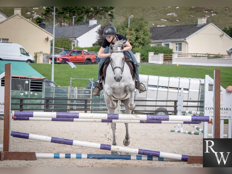 Kuc Connemara Wałach 5 lat 158 cm Siwa in Sligo