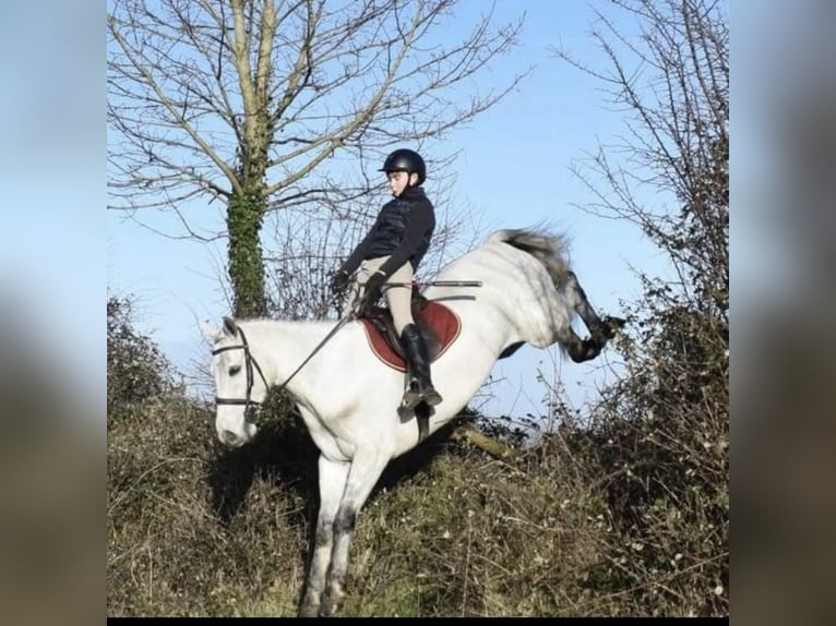 Kuc Connemara Wałach 5 lat 158 cm Siwa in Sligo