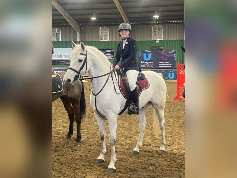 Kuc Connemara Wałach 5 lat 160 cm Siwa in Dublin