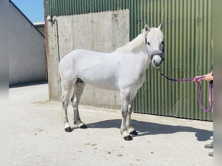 Kuc Connemara Wałach 6 lat 145 cm Siwa in Sligo