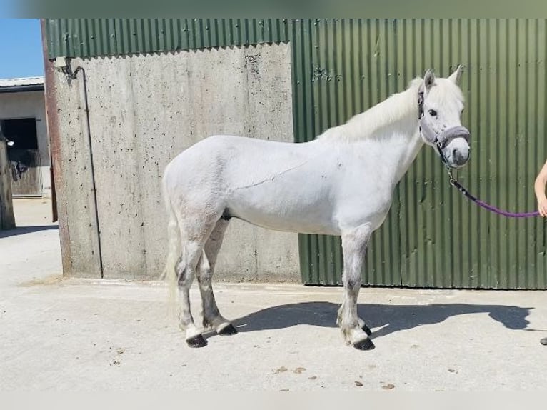 Kuc Connemara Wałach 6 lat 145 cm Siwa in Sligo