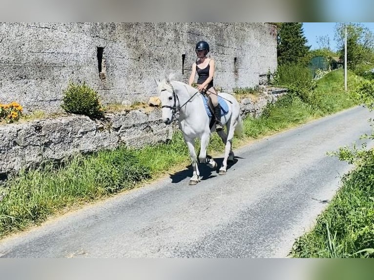 Kuc Connemara Wałach 6 lat 145 cm Siwa in Sligo