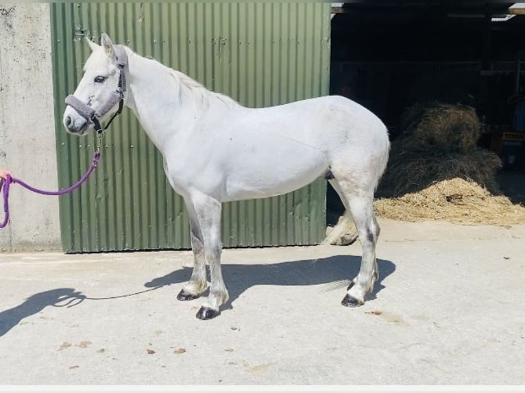 Kuc Connemara Wałach 6 lat 145 cm Siwa in Sligo