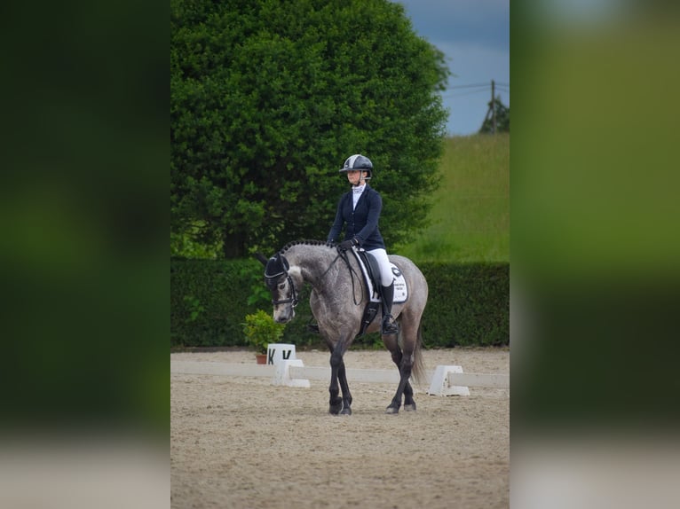 Kuc Connemara Wałach 6 lat 147 cm Siwa in Šumperk