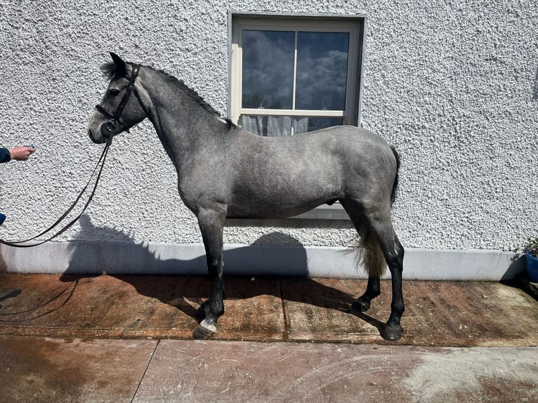 Kuc Connemara Mix Wałach 6 lat 148 cm Gniada in Roscommon