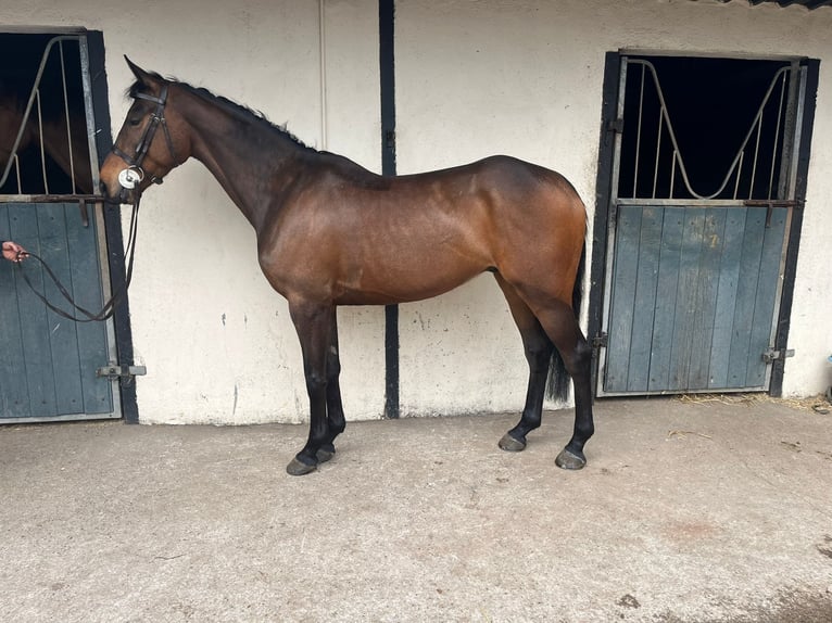 Kuc Connemara Mix Wałach 6 lat 148 cm Gniada in Roscommon