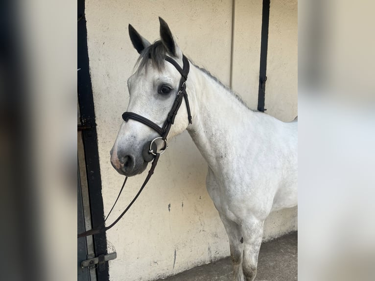 Kuc Connemara Mix Wałach 6 lat 148 cm Gniada in Roscommon