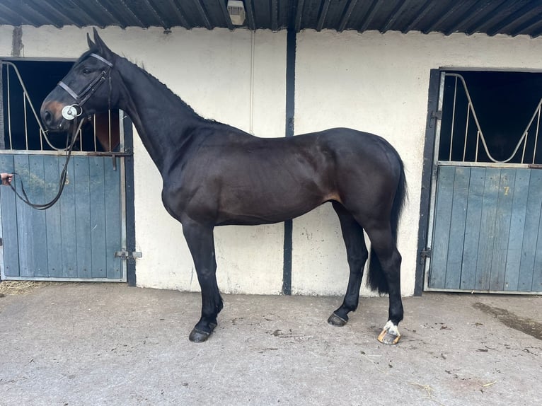 Kuc Connemara Mix Wałach 6 lat 148 cm Gniada in Roscommon