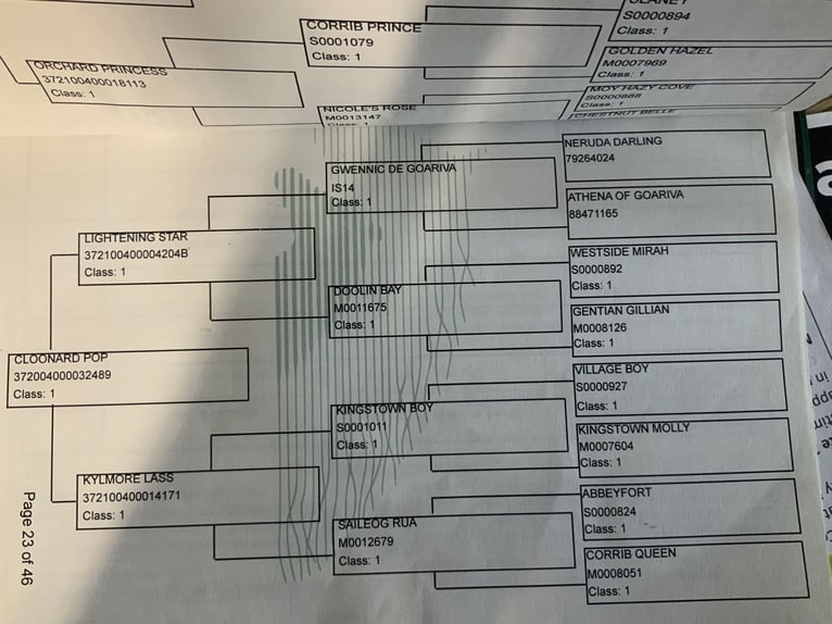 Kuc Connemara Wałach 6 lat 155 cm Bułana in Mountrath