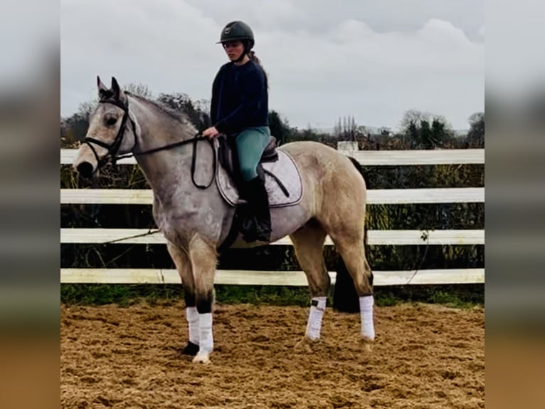 Kuc Connemara Wałach 6 lat 155 cm Bułana in Mountrath