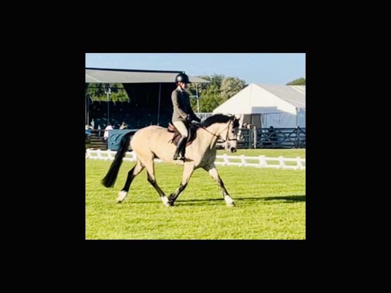 Kuc Connemara Wałach 6 lat 155 cm Bułana in Mountrath