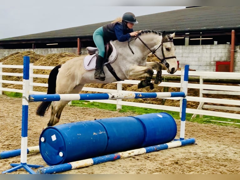 Kuc Connemara Wałach 6 lat 155 cm Bułana in Mountrath