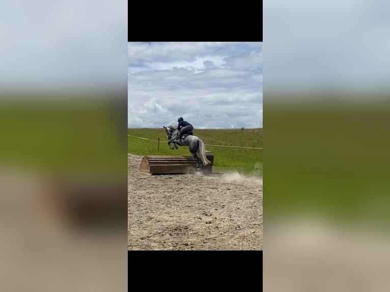 Kuc Connemara Wałach 6 lat 156 cm Siwa jabłkowita in Westmeath