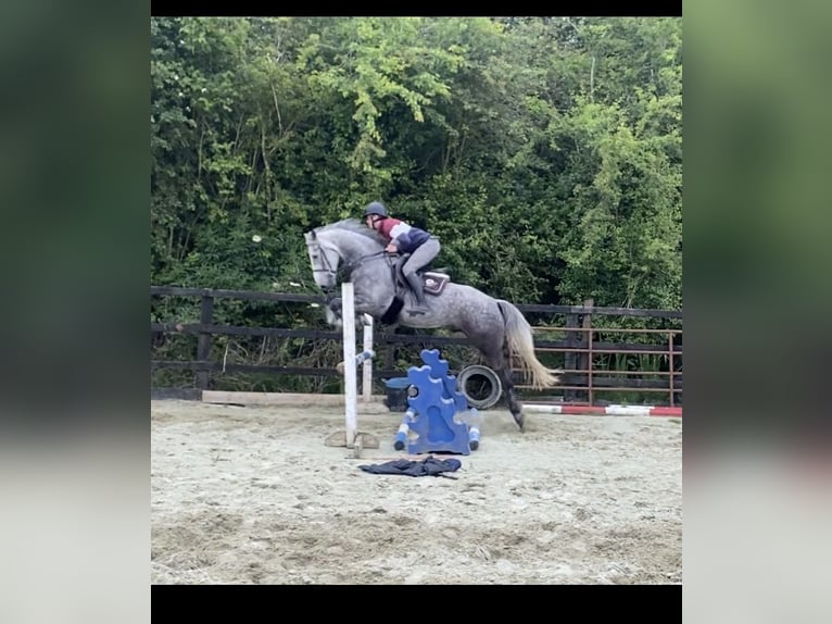 Kuc Connemara Wałach 6 lat 156 cm Siwa jabłkowita in Westmeath