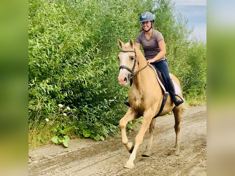 Kuc Connemara Wałach 6 lat 157 cm Izabelowata in Mountrath