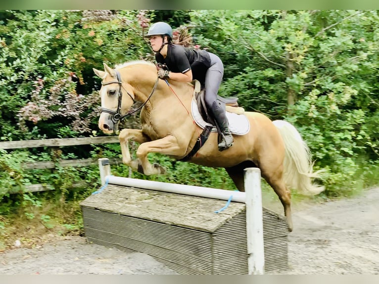 Kuc Connemara Wałach 6 lat 157 cm Izabelowata in Mountrath