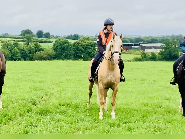 Kuc Connemara Wałach 6 lat 157 cm Izabelowata in Mountrath