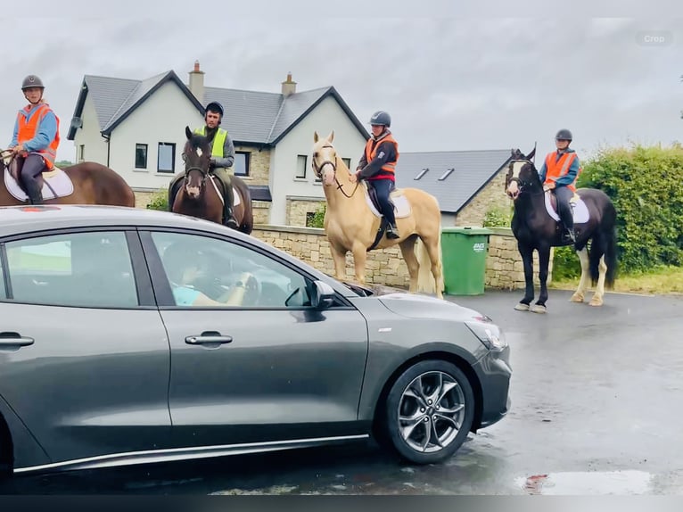 Kuc Connemara Wałach 6 lat 157 cm Izabelowata in Mountrath