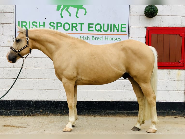 Kuc Connemara Wałach 6 lat 157 cm Izabelowata in Mountrath