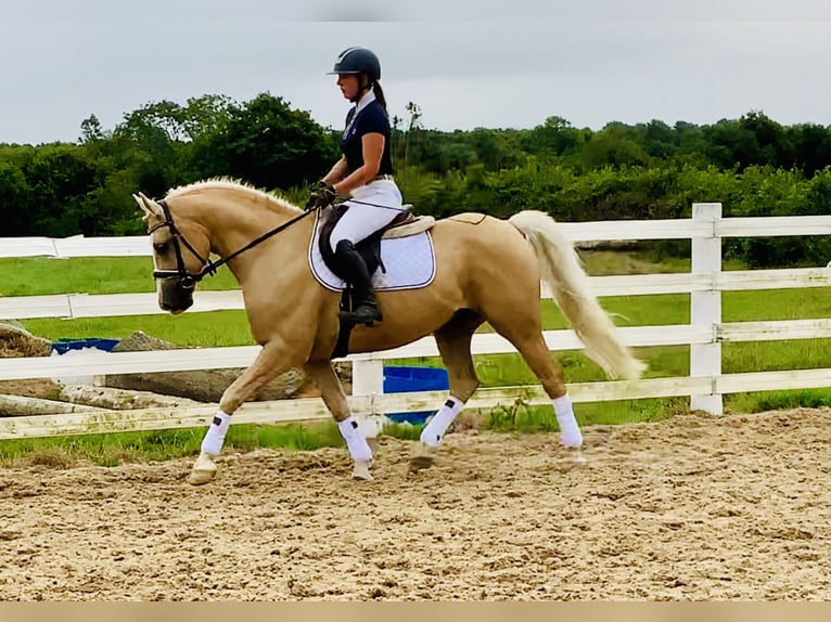 Kuc Connemara Wałach 6 lat 157 cm Izabelowata in Mountrath