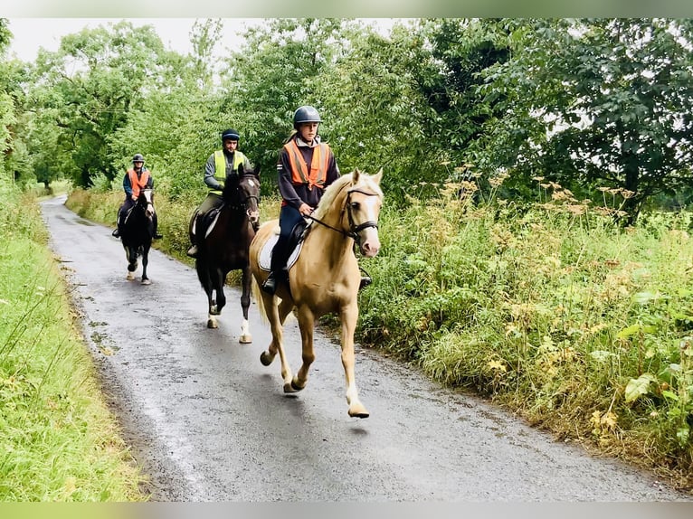 Kuc Connemara Wałach 6 lat 157 cm Izabelowata in Mountrath