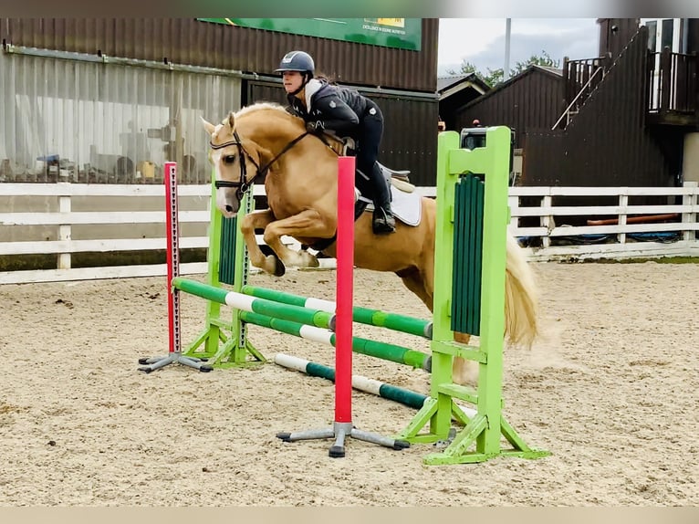 Kuc Connemara Wałach 6 lat 157 cm Izabelowata in Mountrath