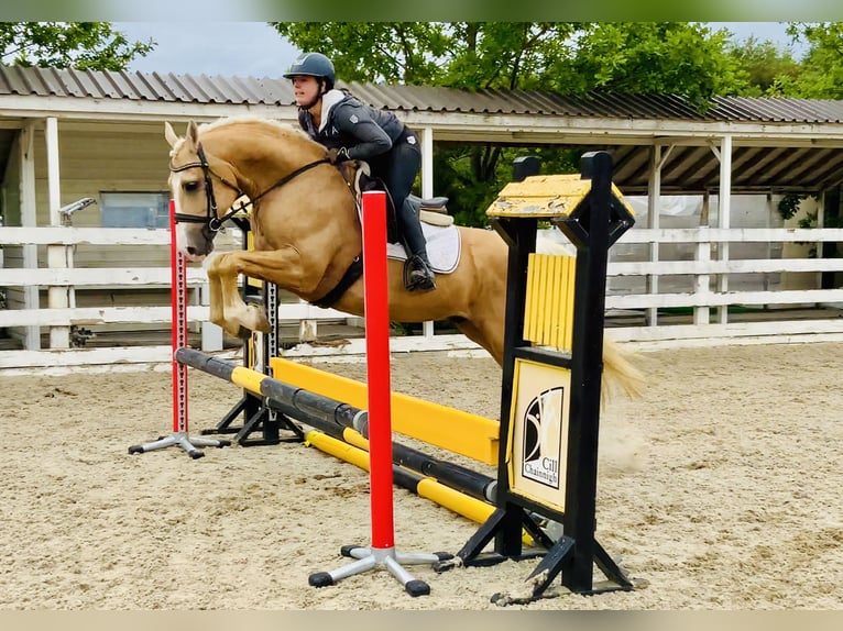 Kuc Connemara Wałach 6 lat 157 cm Izabelowata in Mountrath