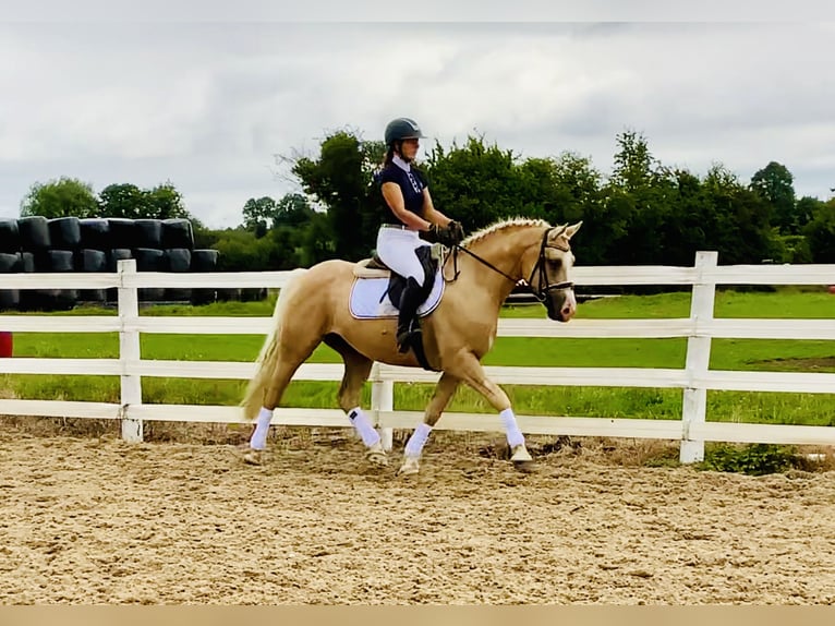 Kuc Connemara Wałach 6 lat 157 cm Izabelowata in Mountrath