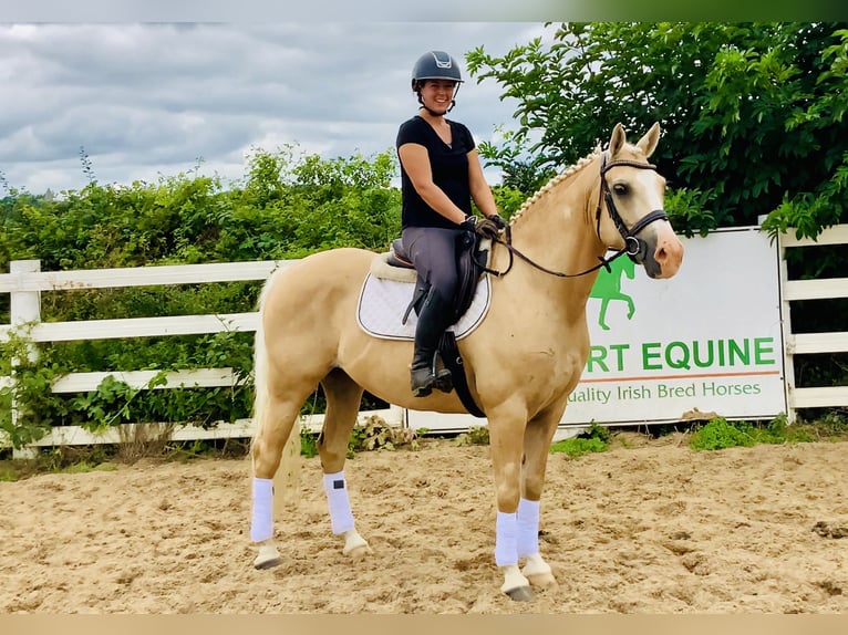 Kuc Connemara Wałach 6 lat 157 cm Izabelowata in Mountrath