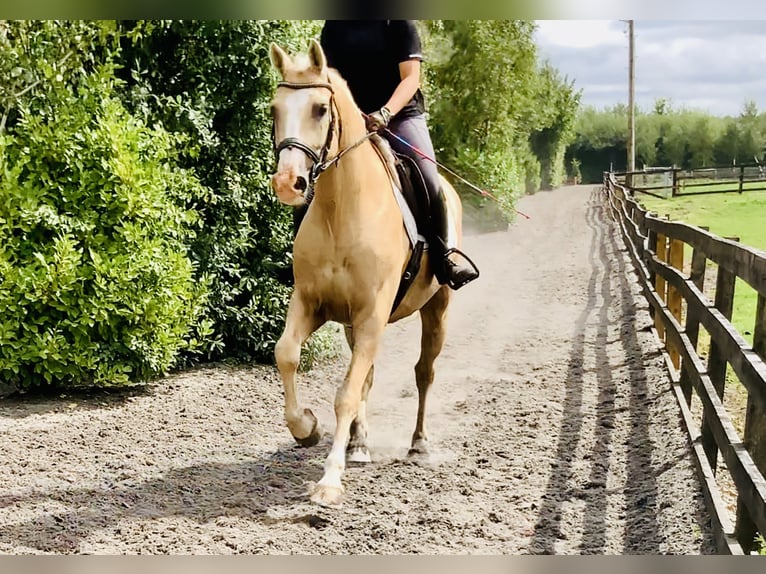 Kuc Connemara Wałach 6 lat 157 cm Izabelowata in Mountrath