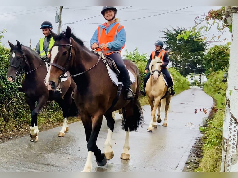 Kuc Connemara Wałach 6 lat 157 cm Izabelowata in Mountrath