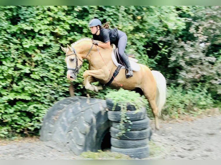 Kuc Connemara Wałach 6 lat 157 cm Izabelowata in Mountrath