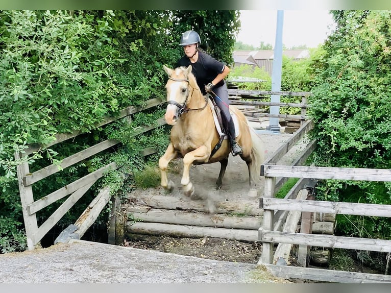 Kuc Connemara Wałach 6 lat 157 cm Izabelowata in Mountrath