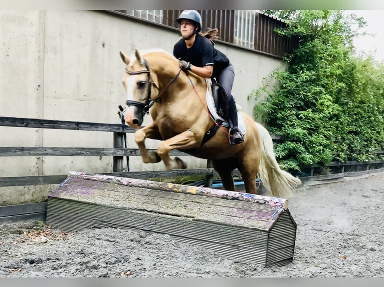 Kuc Connemara Wałach 6 lat 157 cm Izabelowata in Mountrath