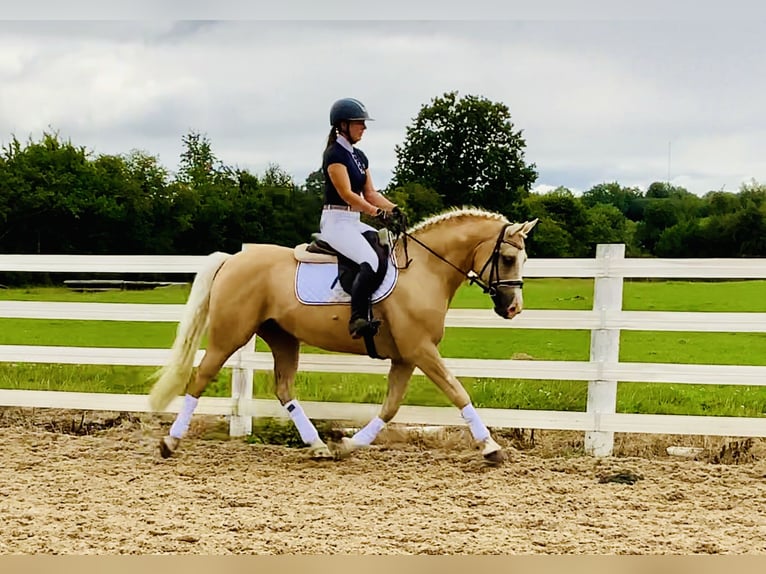 Kuc Connemara Wałach 6 lat 157 cm Izabelowata in Mountrath