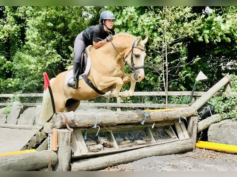 Kuc Connemara Wałach 6 lat 157 cm Izabelowata in Mountrath