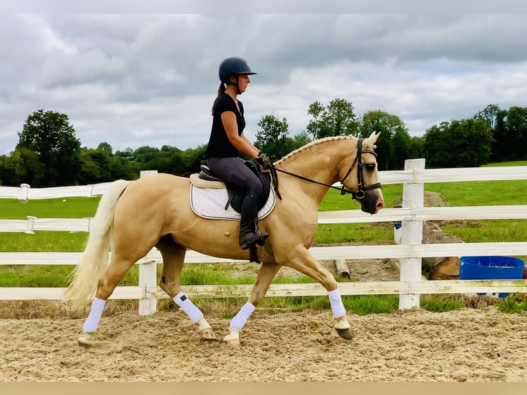 Kuc Connemara Wałach 6 lat 157 cm Izabelowata in Mountrath
